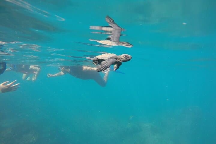 Cabo Whale-Watching and Reef Snorkel Combo: Morning with Humpbacks and Tropical Fish photo 4