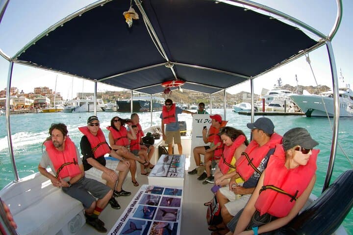 Cabo Whale-Watching and Reef Snorkel Combo: Morning with Humpbacks and Tropical Fish photo 5