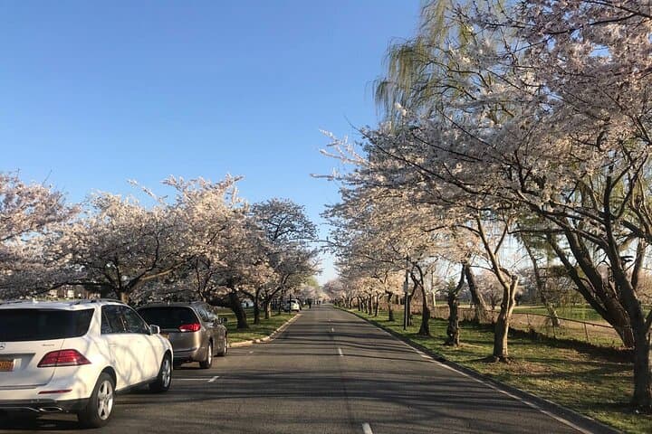 NYC to Washington D.C. Cherry Blossom Full-Day Tour — Tidal Basin & Hains Point photo 5