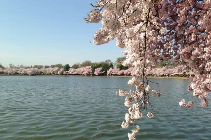 NYC to Washington D.C. Cherry Blossom Full-Day Tour — Tidal Basin & Hains Point photo 6