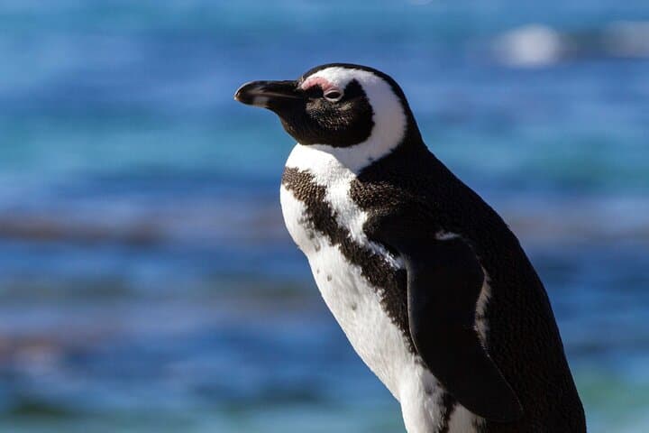 Garden Route & Addo Safari: 7-Day Cape Point to Winelands Adventure photo 3
