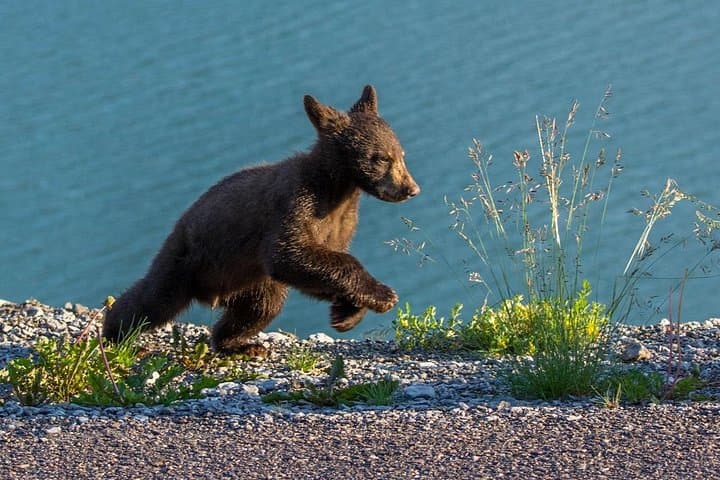 Morning Wildlife Tour in Jasper National Park: Dawn Animal Viewing by Minibus