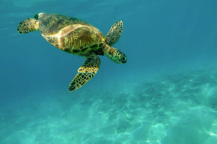 Private Akumal Snorkel & Cenote Swim — Turtle Encounter from Cancun photo 6