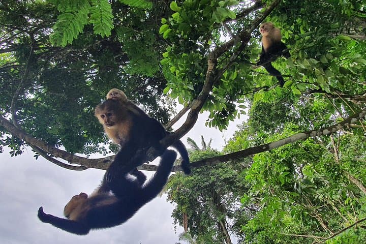 Monkey Island & Soberania Nature Walk: Gatun Lake Boat Tour from Gamboa