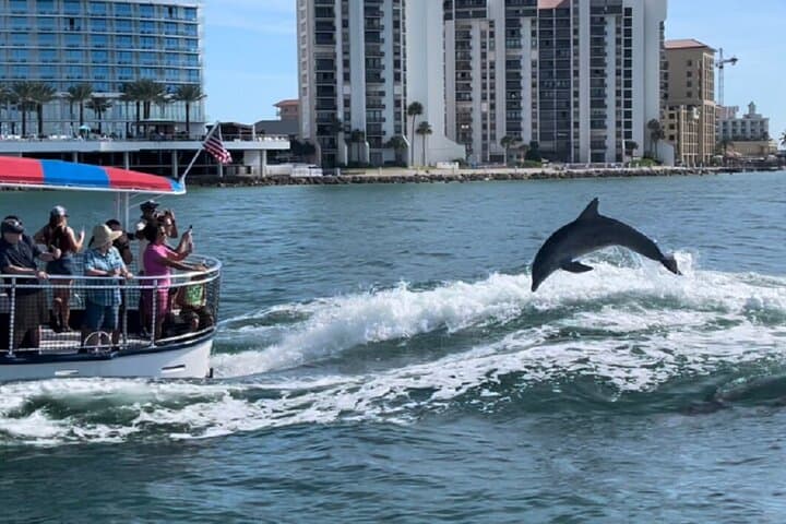 Clearwater Dolphin Watching & Compass Island Stop — 90-Min Tour from Clearwater Beach Marina photo 6