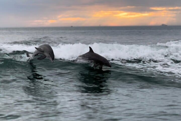 Clearwater Dolphin Watching & Compass Island Stop — 90-Min Tour from Clearwater Beach Marina photo 3