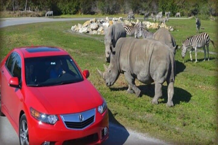 Miami to Fort Lauderdale and Palm Beach Day Tour — Beaches, Lion Country Safari & Flagler Museum photo 3