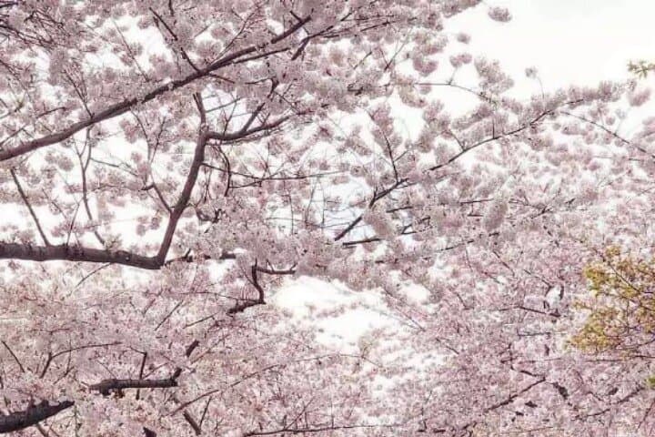 Spring at the Tidal Basin: Washington D.C. Cherry Blossom All-Day Tour photo 5