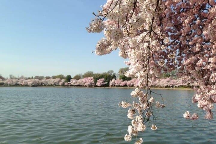Spring at the Tidal Basin: Washington D.C. Cherry Blossom All-Day Tour photo 6