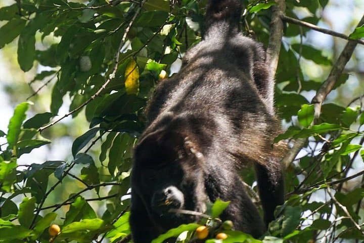 Monkey Island & Soberania Nature Walk: Gatun Lake Boat Tour from Gamboa photo 6