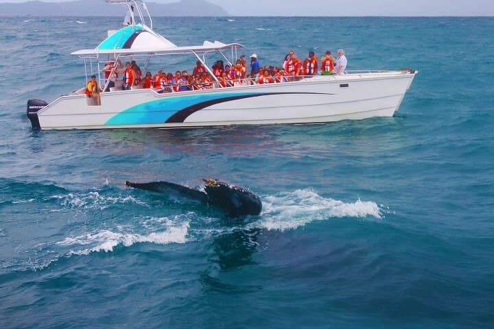 Samana Bay Whale Watching and Cayo Levantado Day Cruise photo 5