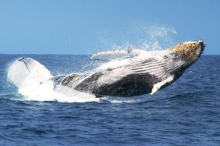 Samana Bay Whale Watching and Cayo Levantado Day Cruise photo 4