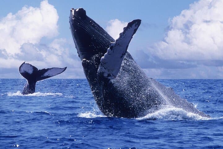 Samana Bay Whale Watching and Cayo Levantado Day Cruise