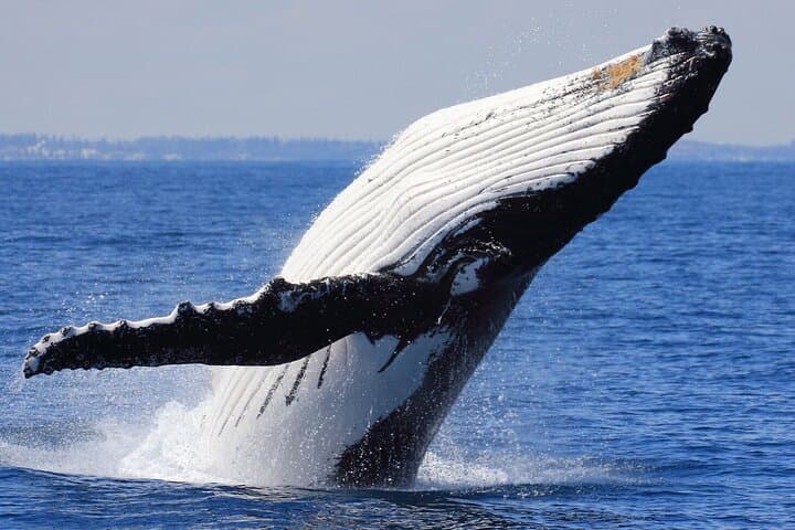 Samana Bay Whale Watching and Cayo Levantado Day Cruise photo 6