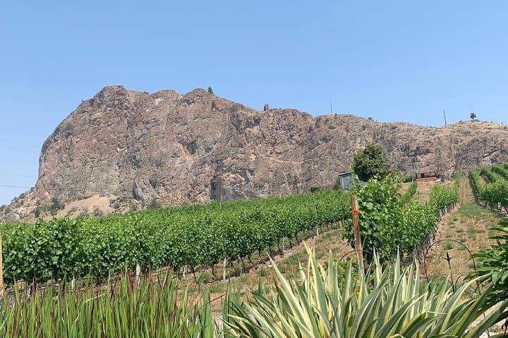 OK Falls Half-Day Wine Tour: Corkscrew Drive Tastings & Vineyard Views photo 5