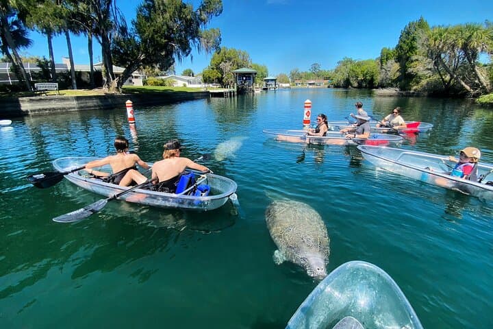 Clear Kayak Tours at Crystal River: Three Sisters Springs & Manatee Season photo 2