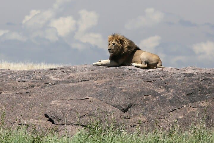 10-Day Tanzania Safari: Serengeti, Ngorongoro & Tarangire Premium Package