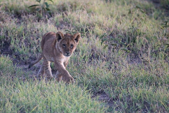 10-Day Tanzania Safari: Serengeti, Ngorongoro & Tarangire Premium Package photo 2