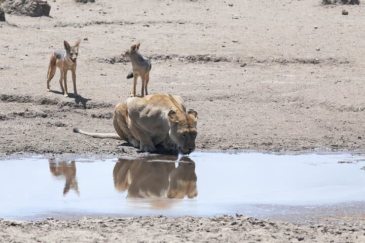 10-Day Tanzania Safari: Serengeti, Ngorongoro & Tarangire Premium Package photo 3