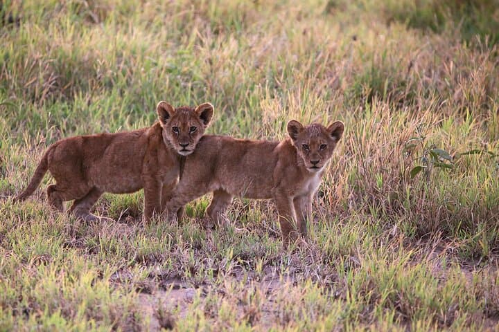 10-Day Tanzania Safari: Serengeti, Ngorongoro & Tarangire Premium Package photo 4