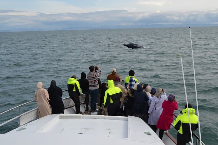 Luxury Whale Watching Yacht Cruise from Reykjavik Old Harbor photo 5