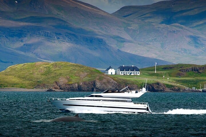 Luxury Whale Watching Yacht Cruise from Reykjavik Old Harbor photo 2