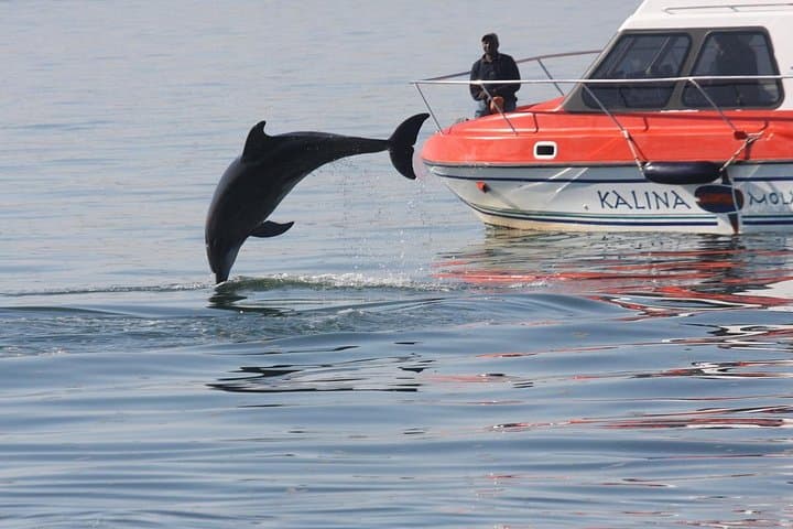 Walvis Bay to Pelican Point Dolphin Cruise — Oysters, Seals & Ocean Wildlife photo 4