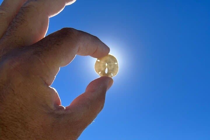 Shell the Ten Thousand Islands: Barrier Island Shelling Tour from Marco Island photo 6