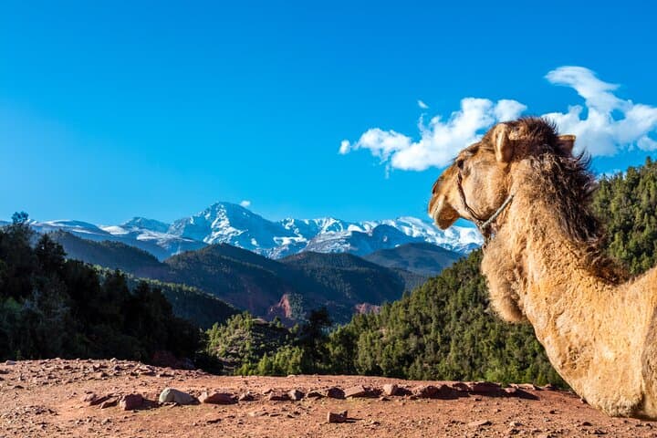 Full-Day Atlas 4x4: Berber Villages, Gorges & Ourika Valley photo 2