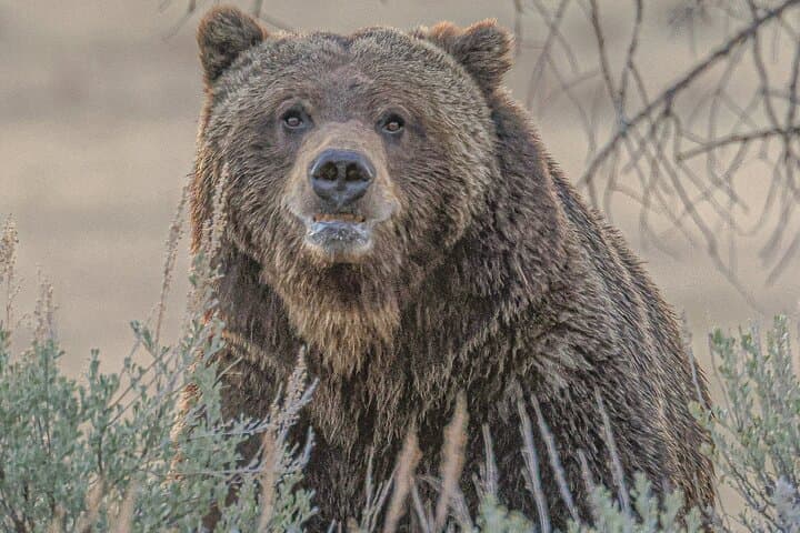 Yellowstone Lower Loop VIP Full-Day Tour: Old Faithful, Grand Prismatic & Canyon Highlights photo 4