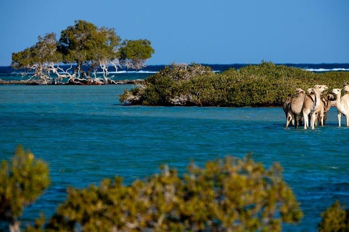 Private Wadi El Gemal Day Trip from Marsa Alam — Snorkel Sharm el Lulli & Mangrove Beach photo 1