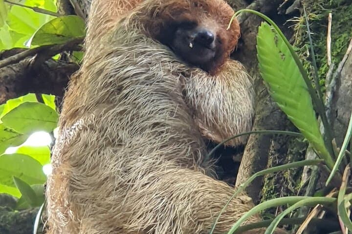 Blue River Zipline, Tubing & Sloth Encounter in Bijagua (Tenorio Day Trip) photo 5