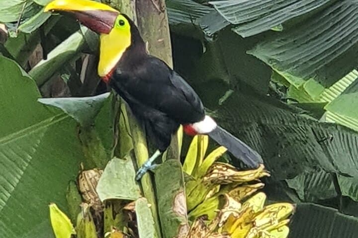 Blue River Zipline, Tubing & Sloth Encounter in Bijagua (Tenorio Day Trip) photo 6