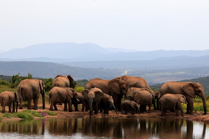 Addo Elephant National Park Full-Day Safari with Traditional Braai Lunch photo 1