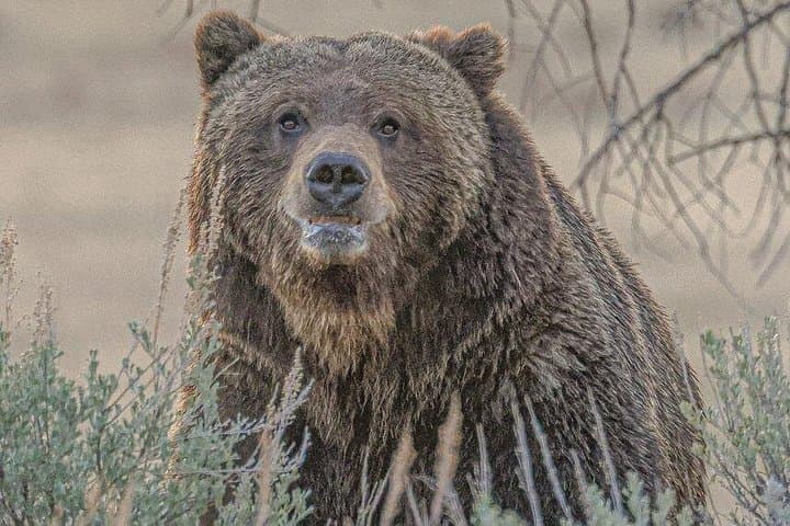Backcountry Walks: Guided 6–7 Mile Hiking Adventure in Yellowstone with Lunch photo 2