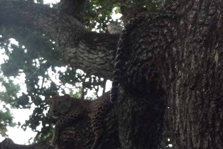 Full-Day Yala Safari: Leopard, Elephant & Birdwatching in Sri Lanka photo 4