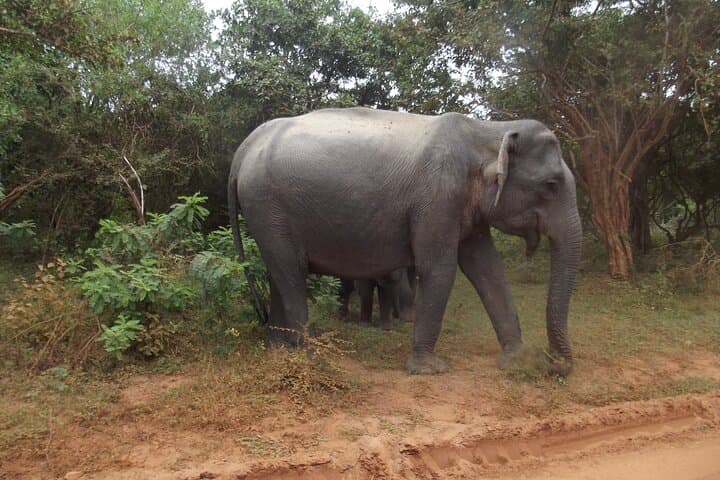 Full-Day Yala Safari: Leopard, Elephant & Birdwatching in Sri Lanka photo 5