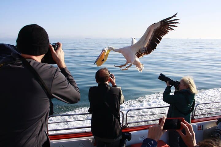Mola Mola Marine Dune Experience: Walvis Bay Dolphin Cruise & Sandwich Harbour Dune Drive photo 4
