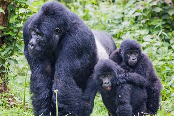 3-Day Mgahinga Mountain Gorilla Trek: Track Gorillas Near the Equator photo 2