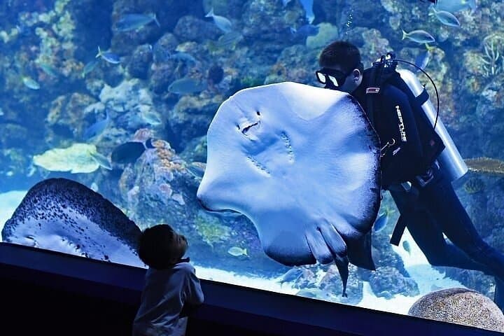 Inside Dubai Aquarium & Underwater Zoo: VIP Access to the 10‑Million‑Liter Tank photo 5