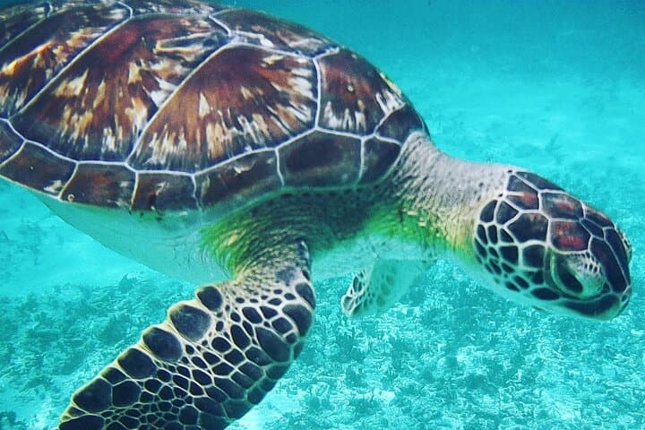 Snorkel with Akumal Turtles, Tulum Ruins & Cenote Day Trip from Cancun or Playa del Carmen photo 3