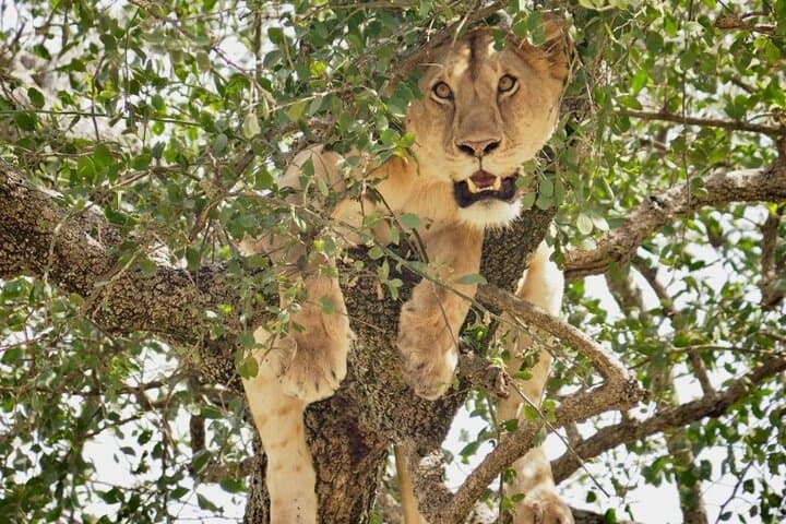 3-Day Tarangire, Lake Manyara & Ngorongoro Safari — Elephants, Tree-Climbing Lions & Crater Game Drives photo 2