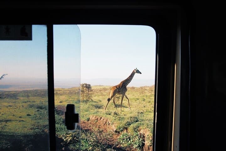 3-Day Tarangire, Lake Manyara & Ngorongoro Safari — Elephants, Tree-Climbing Lions & Crater Game Drives photo 3