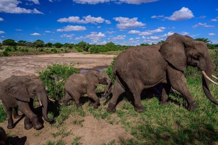 3-Day Tarangire, Lake Manyara & Ngorongoro Safari — Elephants, Tree-Climbing Lions & Crater Game Drives photo 4