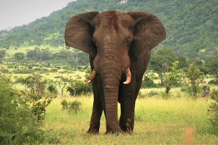 3-Day Tarangire, Lake Manyara & Ngorongoro Safari — Elephants, Tree-Climbing Lions & Crater Game Drives photo 6