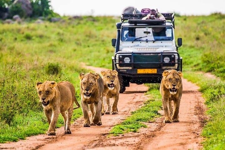 Day Safari in Tarangire National Park — Full-Day Wildlife Drive from Arusha photo 1