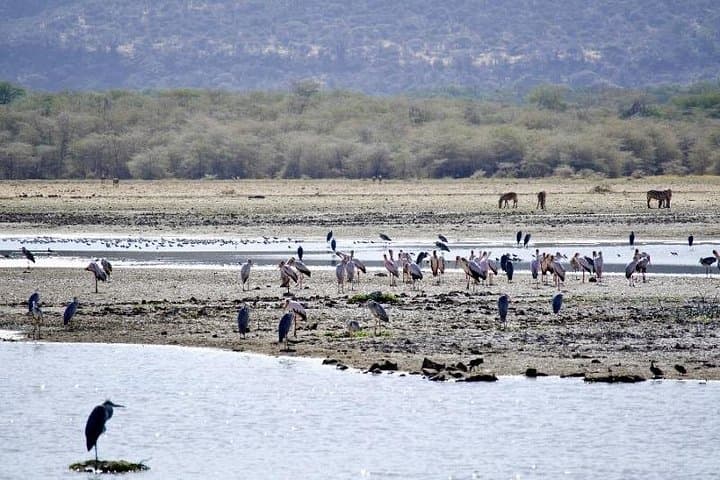 Day Safari in Tarangire National Park — Full-Day Wildlife Drive from Arusha photo 4
