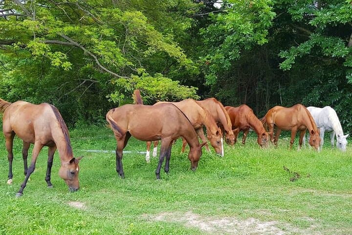 Ride the Caribbean Shore and Climb Dunn's River Falls: Private Horseback & Waterfall Tour photo 4