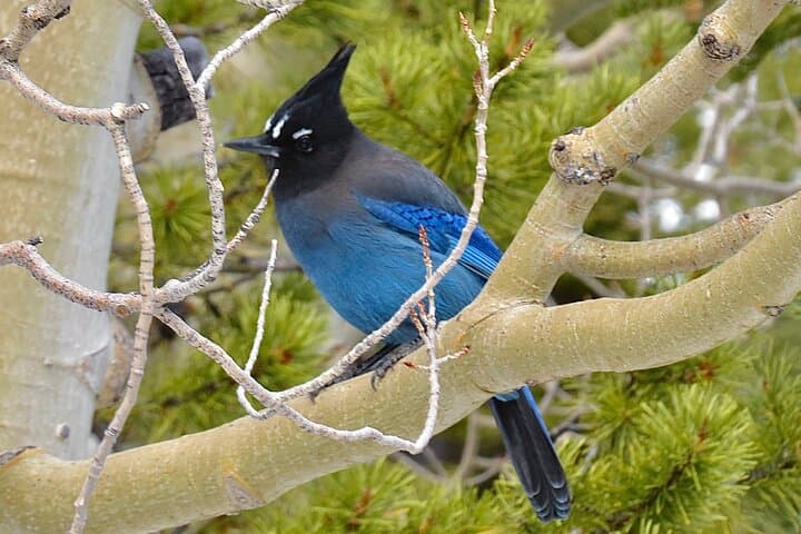 Private Birding Hike in Rocky Mountain National Park — Naturalist-Guided Wildlife Walk photo 5