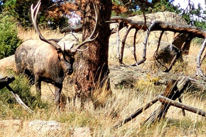 Private Birding Hike in Rocky Mountain National Park — Naturalist-Guided Wildlife Walk photo 6